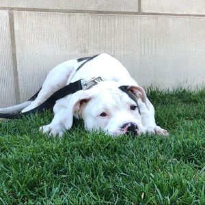 Meet your Posher, Ben